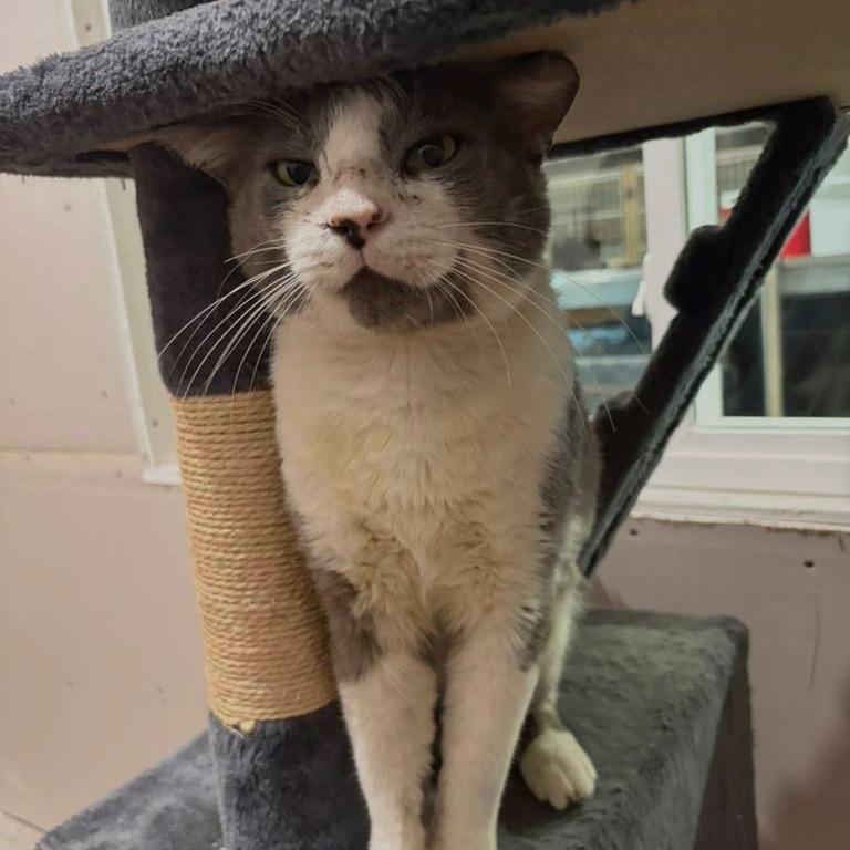 Freddy, Adoptable, Adult Male Domestic Short Hair.