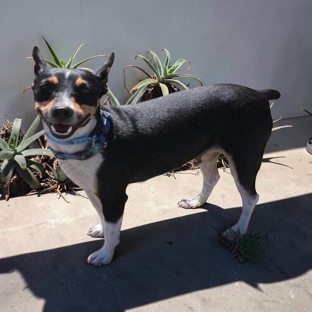 Enlarge Denali, a Adopted Rat Terrier in Homosassa Springs, FL image 1/6