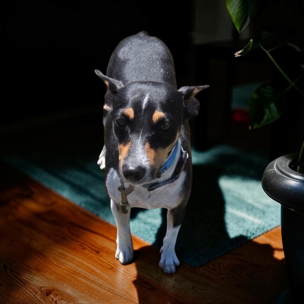 Enlarge Denali, a Adopted Rat Terrier in Homosassa Springs, FL image 3/6