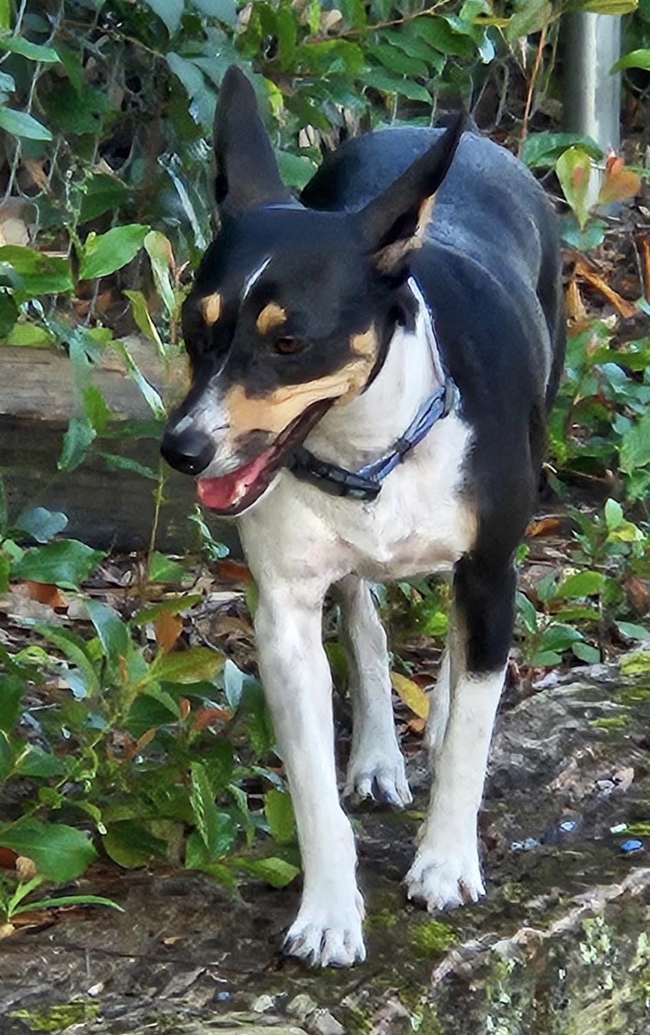 Enlarge Denali, a Adopted Rat Terrier in Homosassa Springs, FL image 5/6