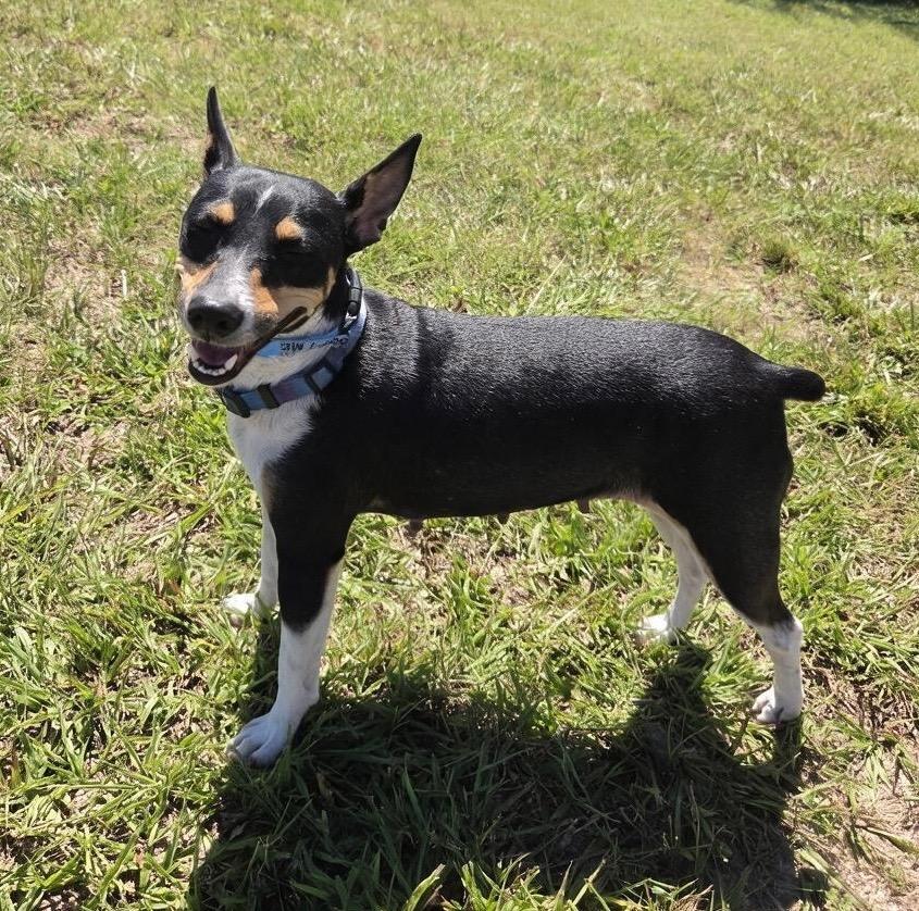 Enlarge Denali, a Adopted Rat Terrier in Homosassa Springs, FL image 4/6