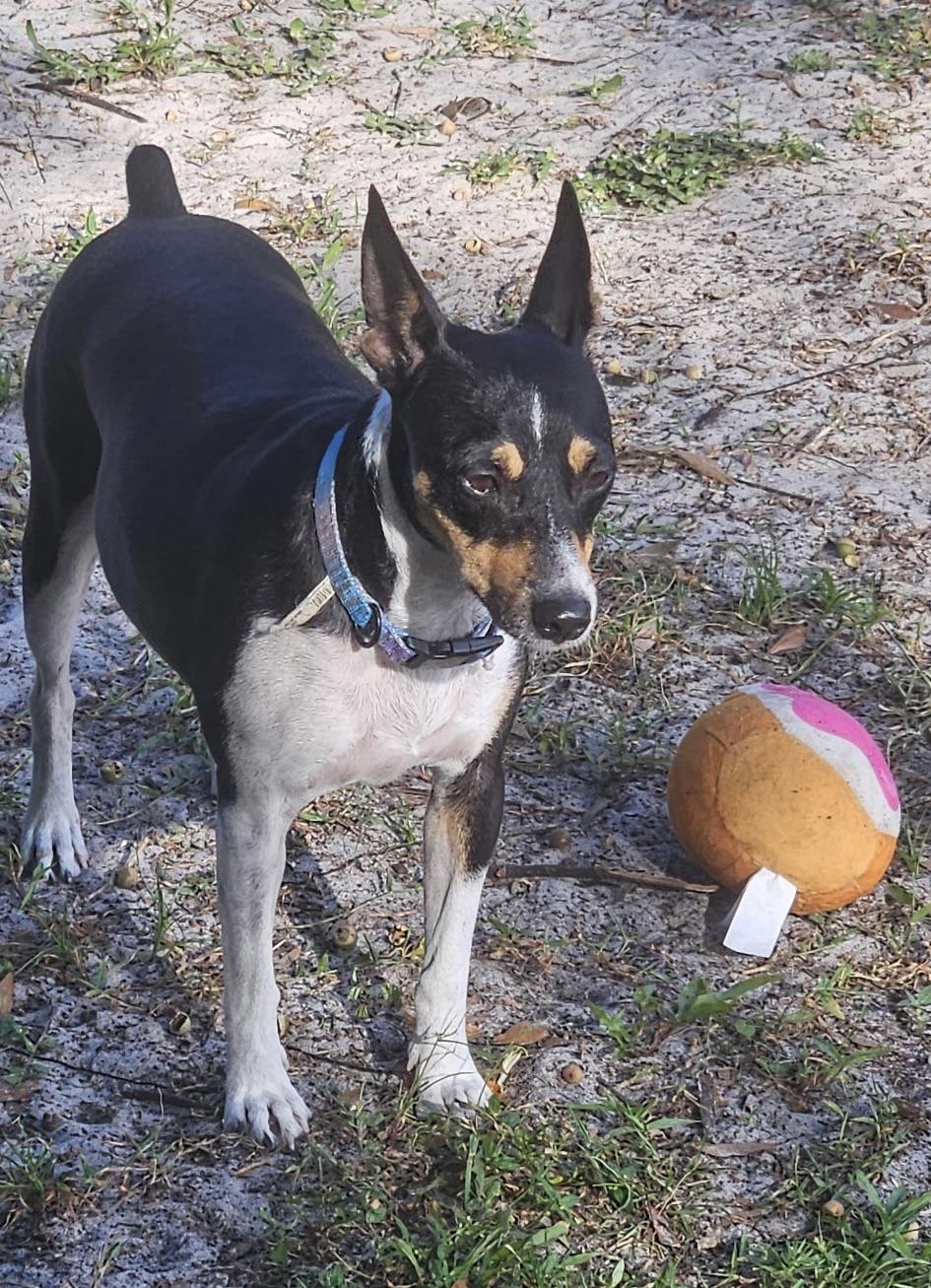 Enlarge Denali, a Adopted Rat Terrier in Homosassa Springs, FL image 6/6