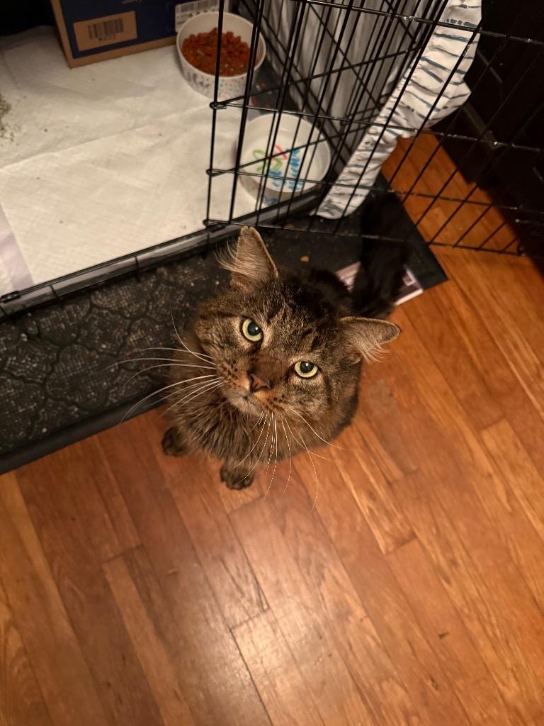 Rogelio, Adoptable, Adult Male Domestic Medium Hair.