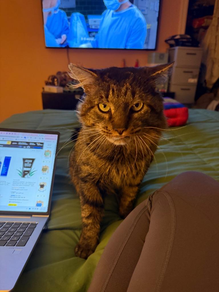 Enlarge Rogelio, a Adoptable mixed breed in Pawtucket, RI image 2/5