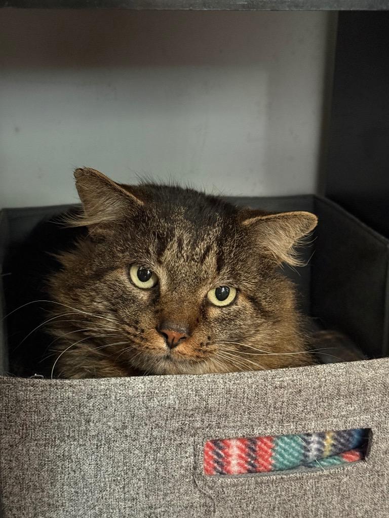 Enlarge Rogelio, a Adoptable mixed breed in Pawtucket, RI image 3/5