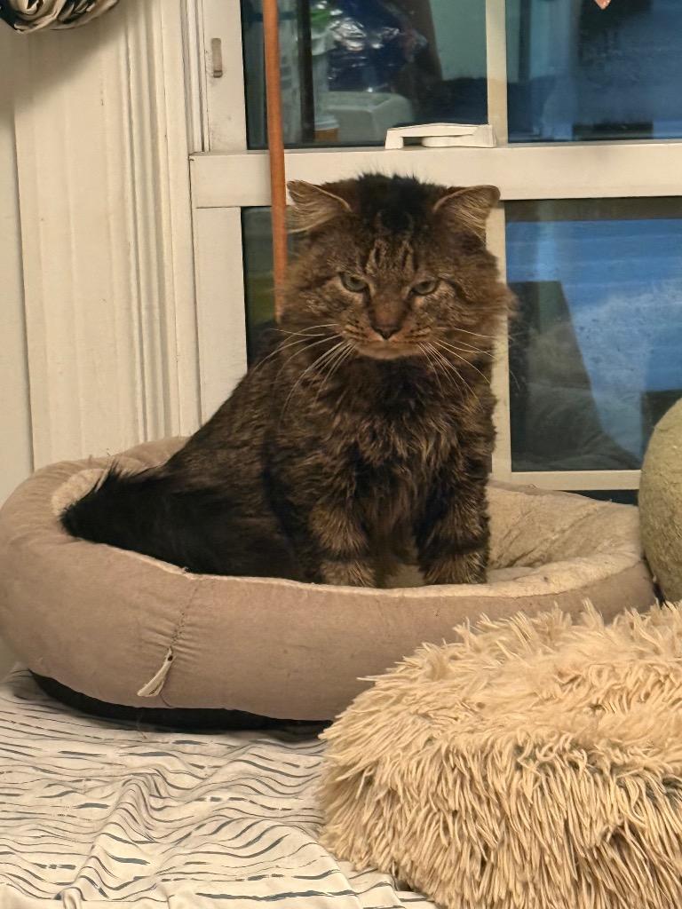 Enlarge Rogelio, a Adoptable mixed breed in Pawtucket, RI image 5/5