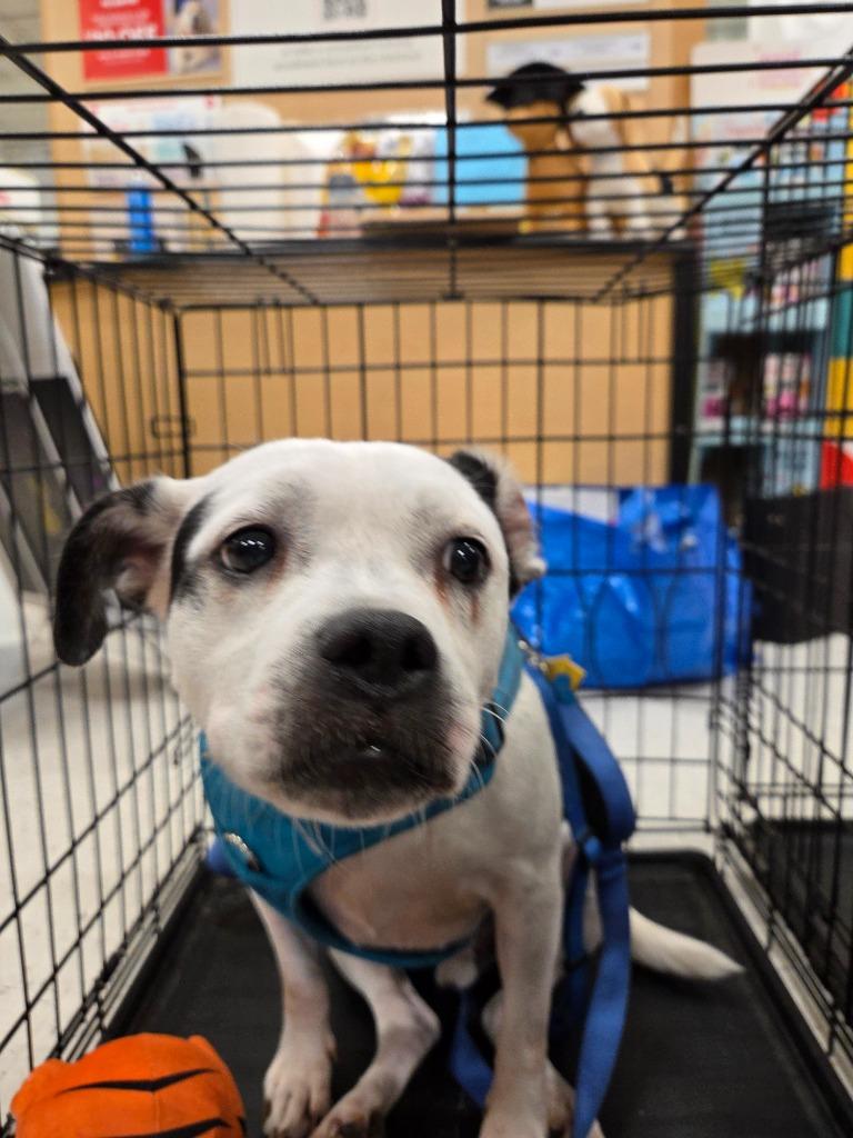 Henry, Adoptable, Adult Male English Bulldog.
