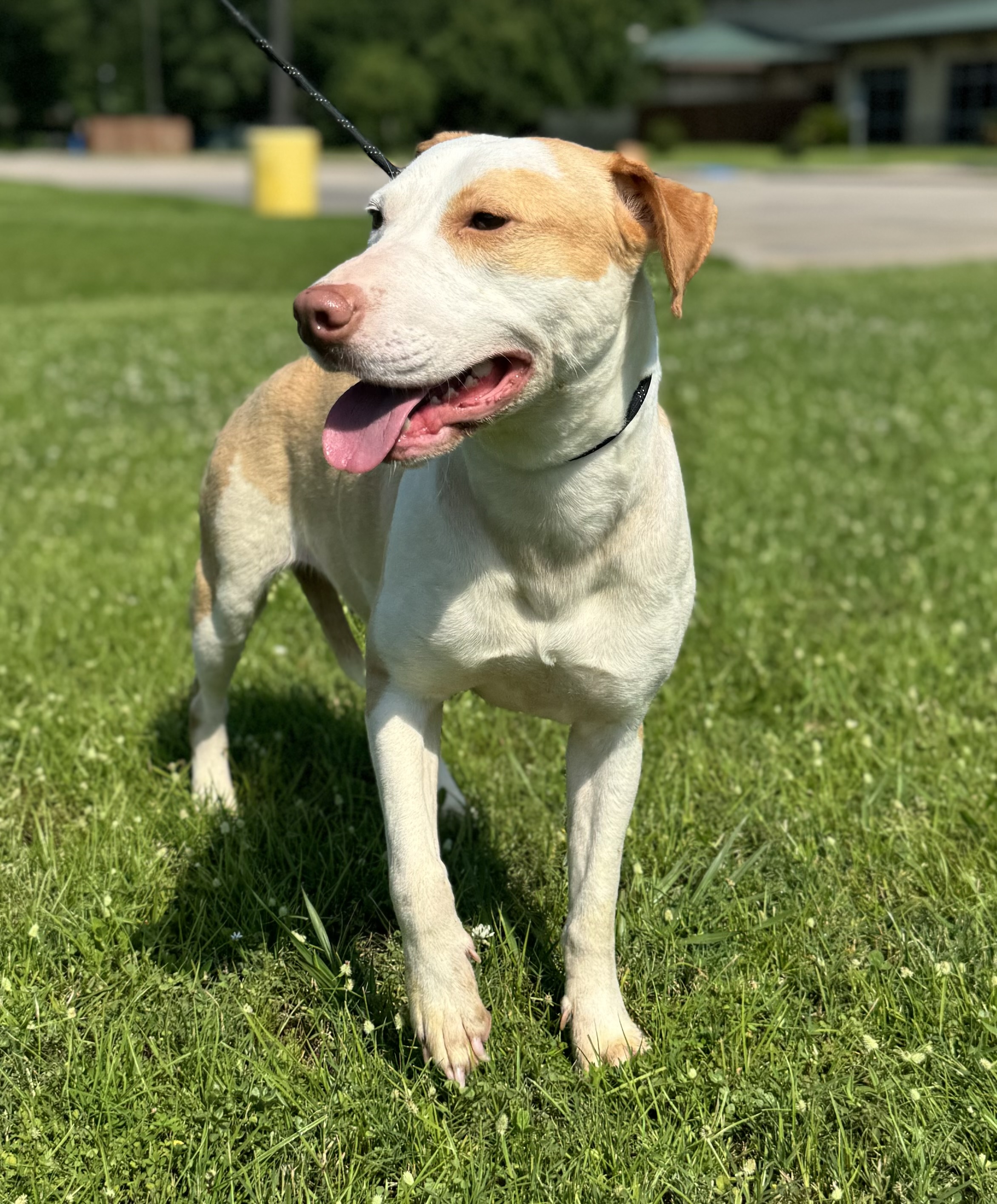 Roz, a Adoptable Pit Bull Terrier in Houston, TX image 5/6