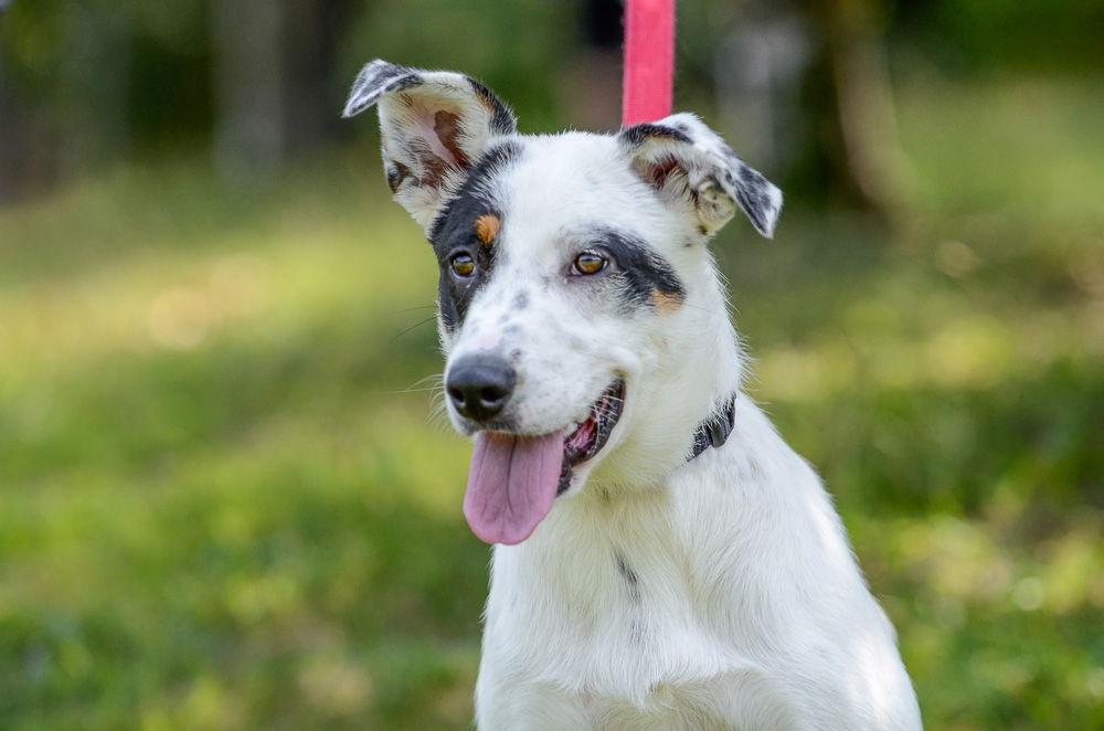 Clover, Adoptable, Young Female Australian Cattle Dog / Blue Heeler.