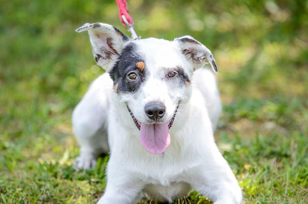 Enlarge Clover, a Adoptable Australian Cattle Dog / Blue Heeler in Brick, NJ image 2/3