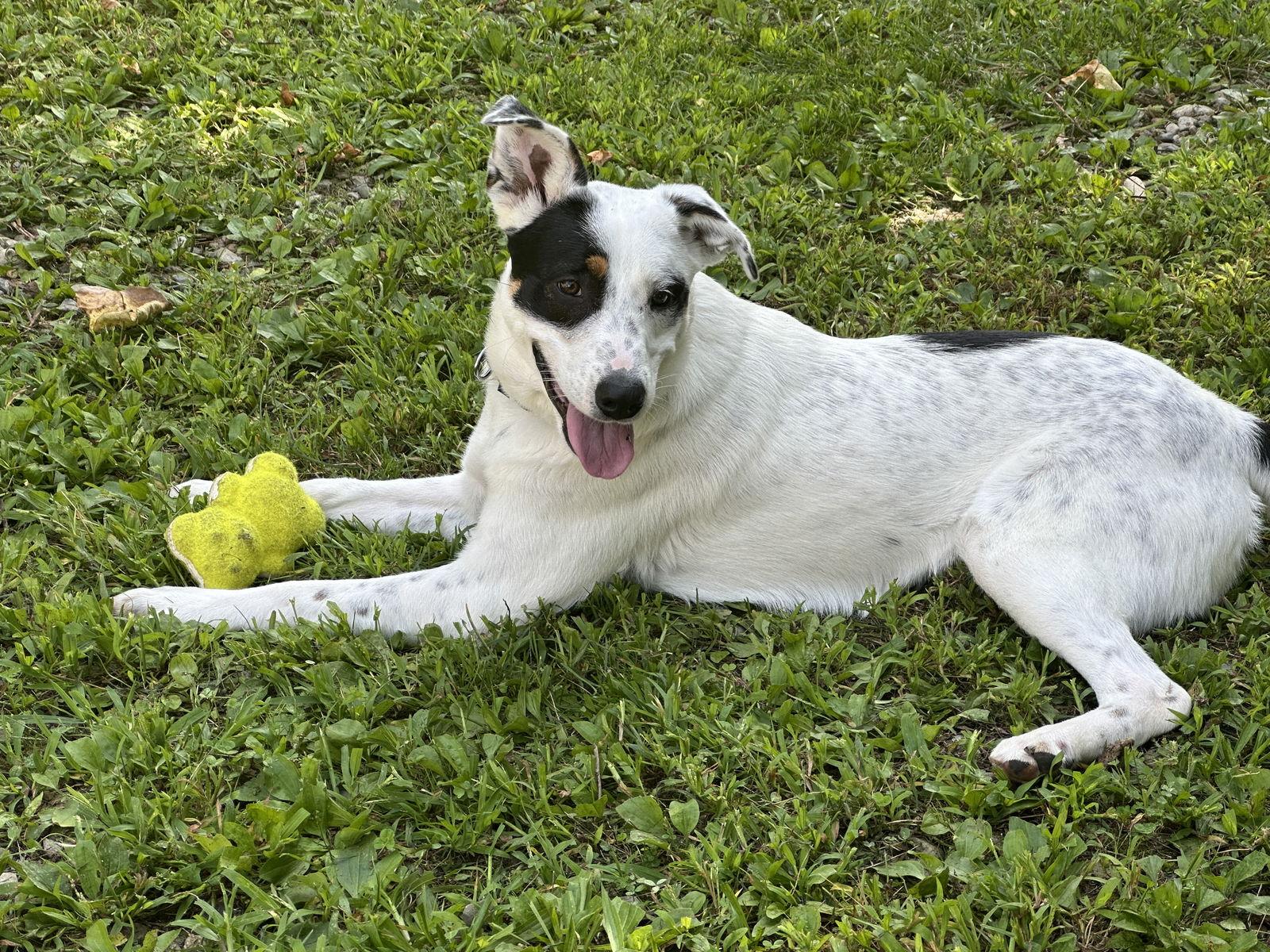 Enlarge Clover, a Adoptable Australian Cattle Dog / Blue Heeler in Brick, NJ image 3/3