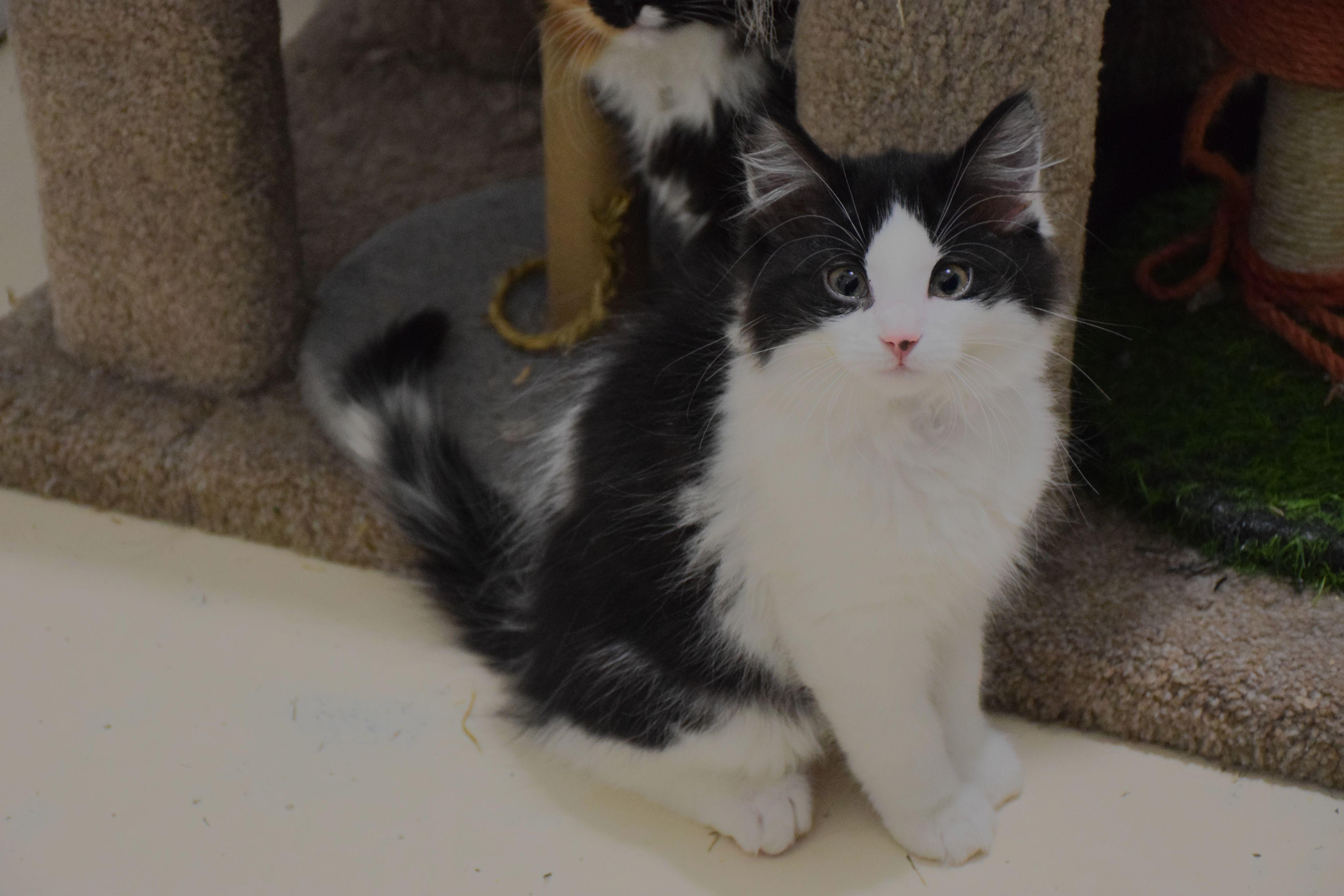 Enlarge Bruno, an adopted Domestic Medium Hair in Claresholm, AB image 1/1