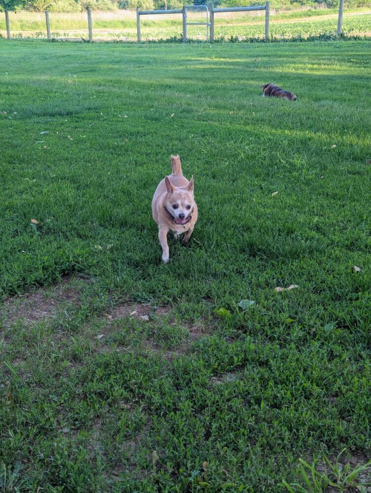 Sandy, Adoptable, Adult Female Jack Russell Terrier & Chihuahua.
