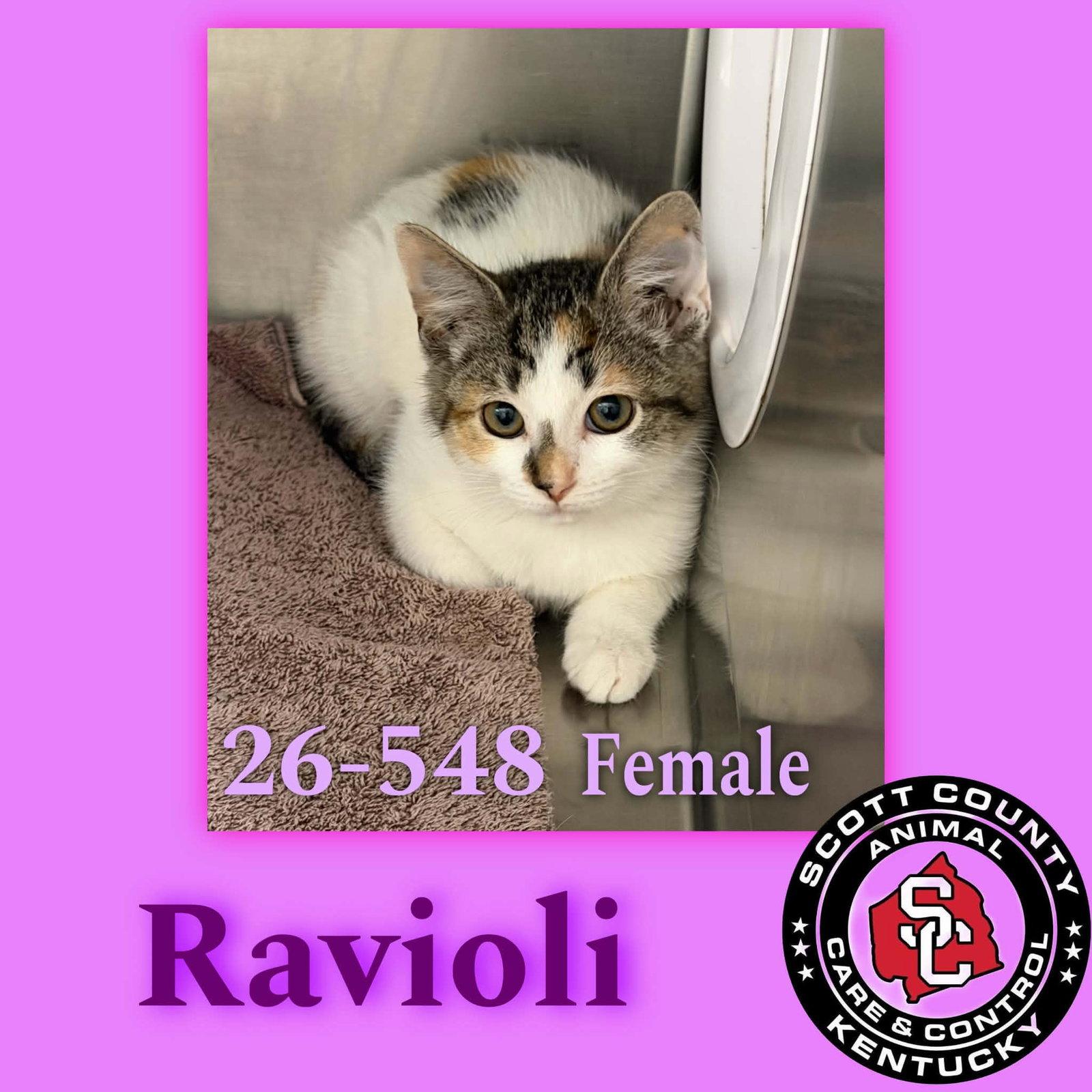 Ravioli, Adopted, Young Female Domestic Short Hair.