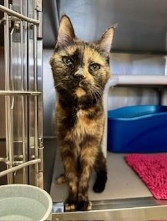 Enlarge Cinnamon, a ADOPTABLE Domestic Short Hair in Parsippany, NJ image 2/3