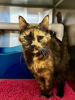 Cinnamon, ADOPTABLE, Senior Female Domestic Short Hair.