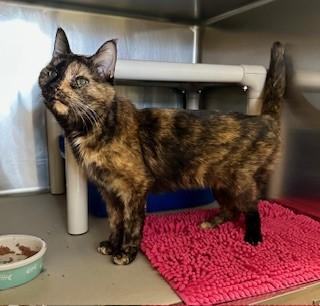 Enlarge Cinnamon, a ADOPTABLE Domestic Short Hair in Parsippany, NJ image 3/3