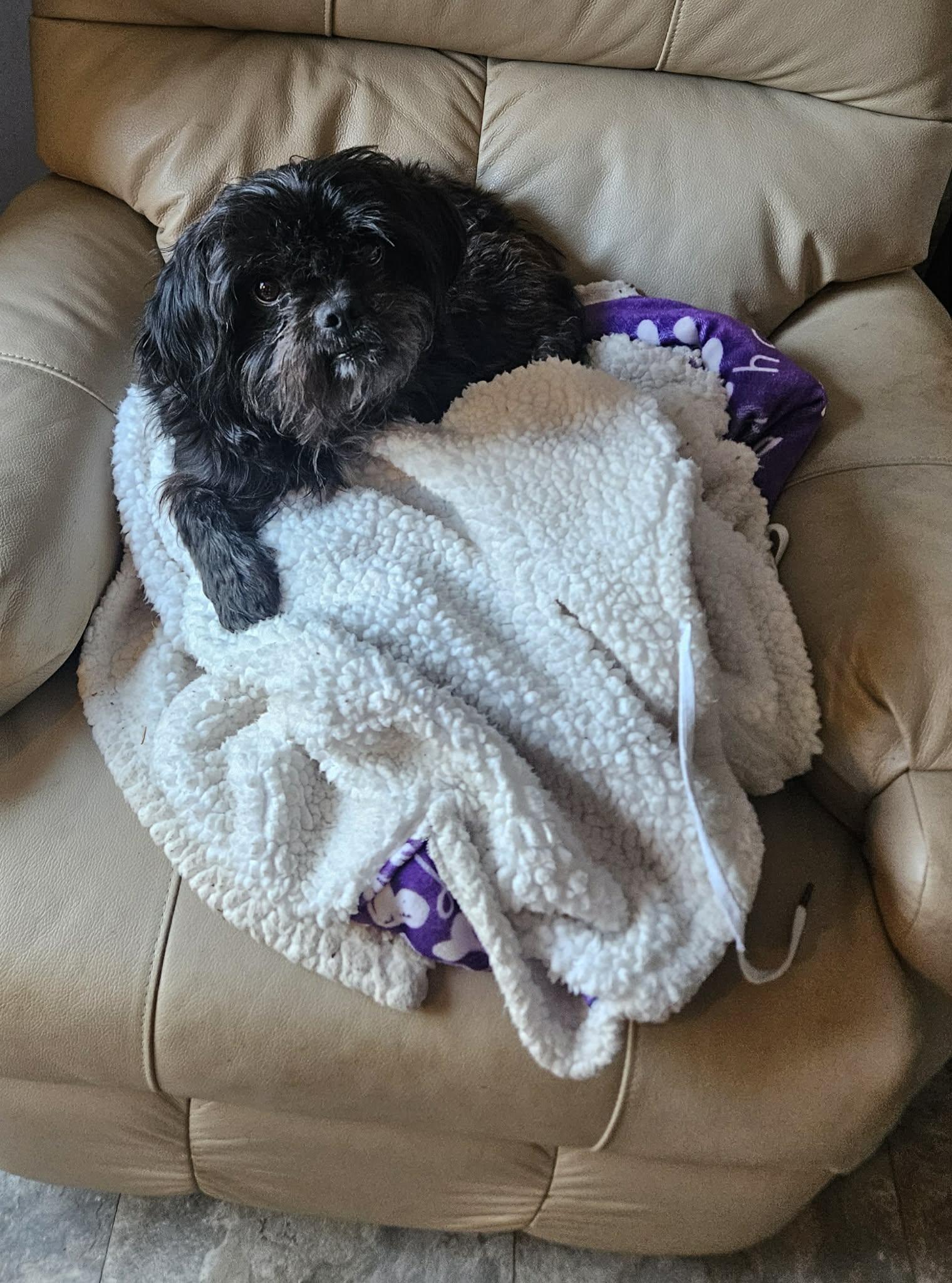 Enlarge Tibet, an adopted Shih Tzu in Centerville, GA image 2/2