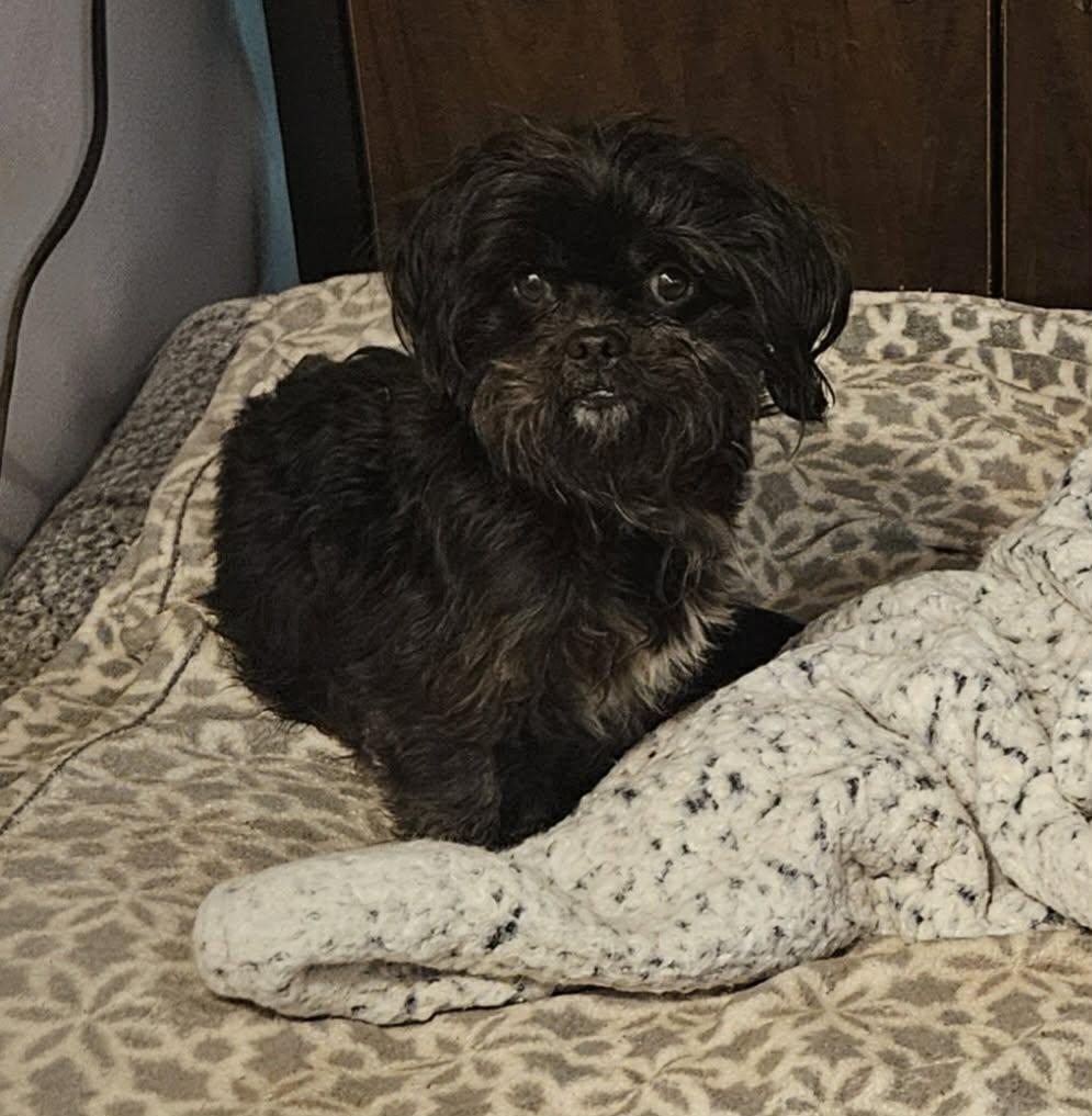 Tibet, adopted, Senior Male Shih Tzu.