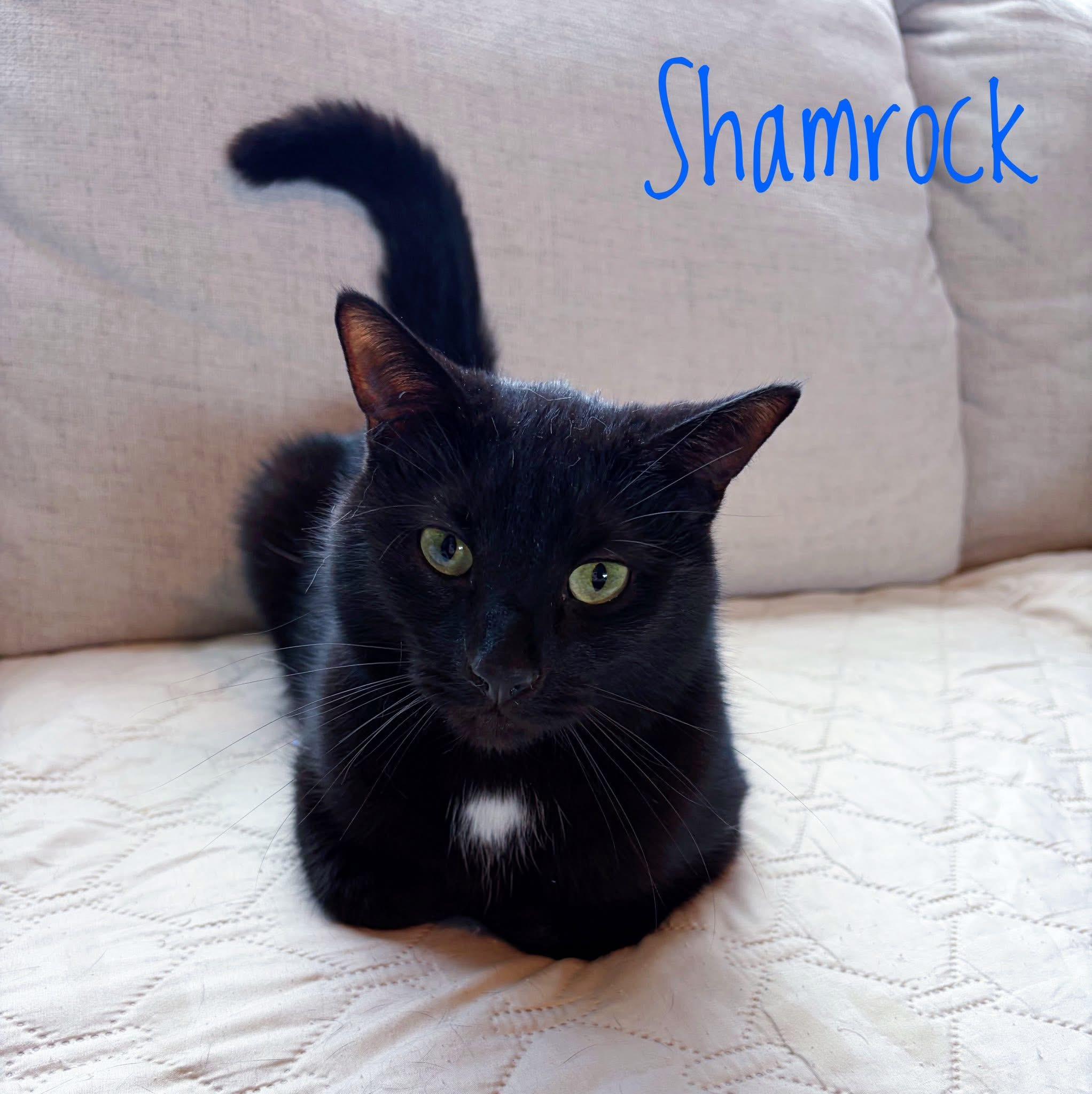 Shamrock, Adoptable, Adult Male Domestic Short Hair.