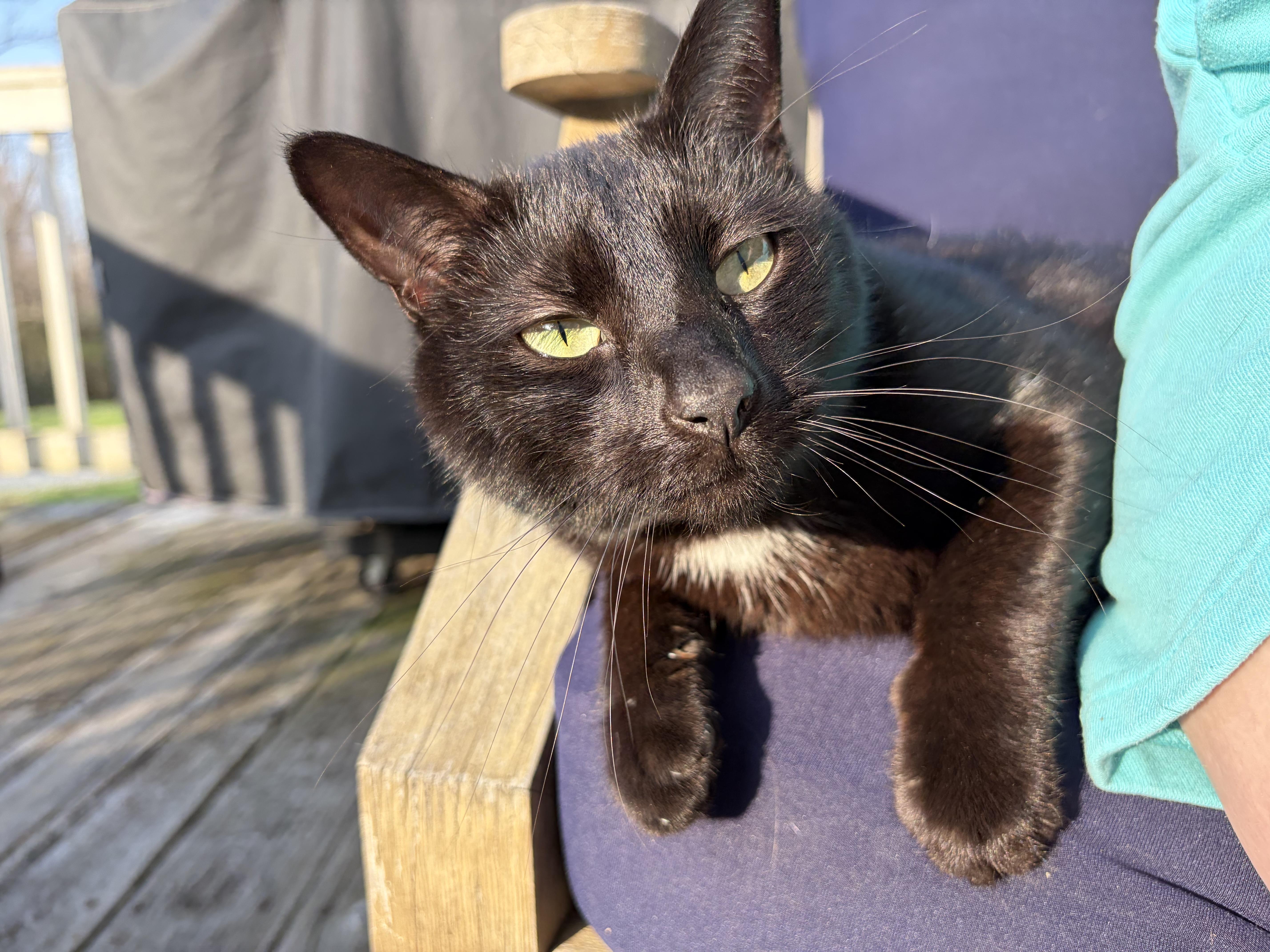 Enlarge Shamrock, a Adoptable Domestic Short Hair in Bethel, OH image 2/4