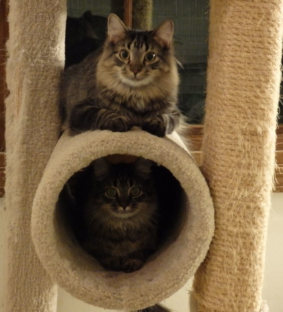 Larkspur, Adoptable, Adult Male Domestic Long Hair.