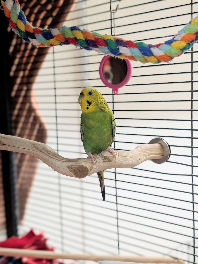 Chickpea, ADOPTABLE, Adult Female Parakeet (Other).