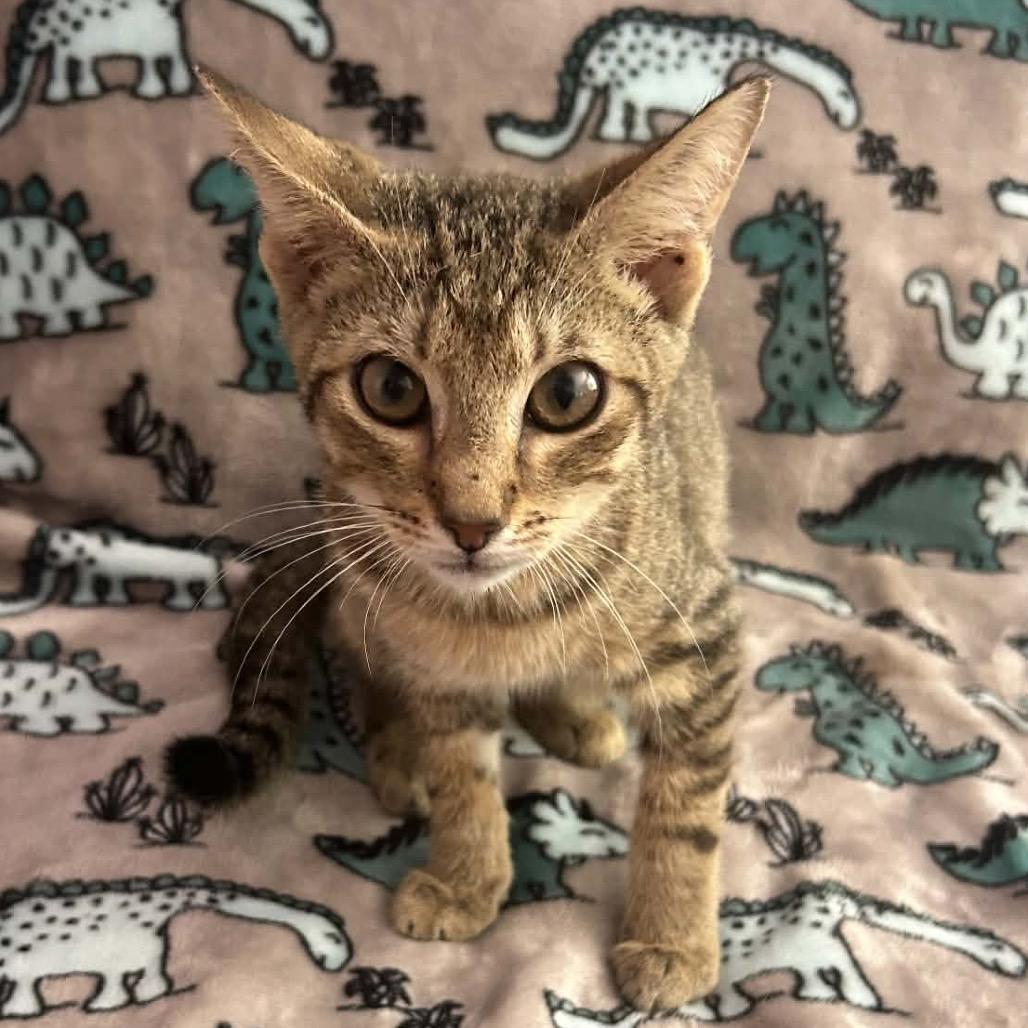 Kinsal, Adoptable, Kitten Female Domestic Short Hair & Domestic Short Hair.