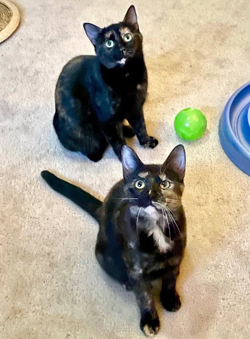 Enlarge Sushi, a Adopted Tortoiseshell in Bryn Mawr, PA image 1/5