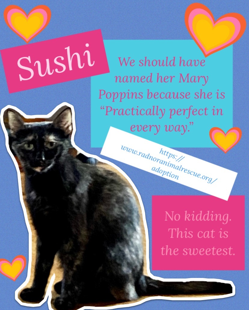 Enlarge Sushi, a Adopted Tortoiseshell in Bryn Mawr, PA image 2/5