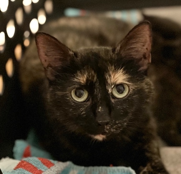 Enlarge Sushi, a Adopted Tortoiseshell in Bryn Mawr, PA image 3/5