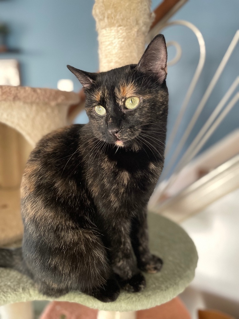 Enlarge Sushi, a Adopted Tortoiseshell in Bryn Mawr, PA image 4/5