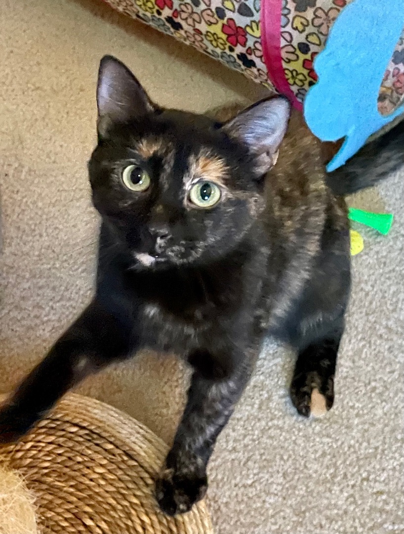 Enlarge Sushi, a Adopted Tortoiseshell in Bryn Mawr, PA image 5/5