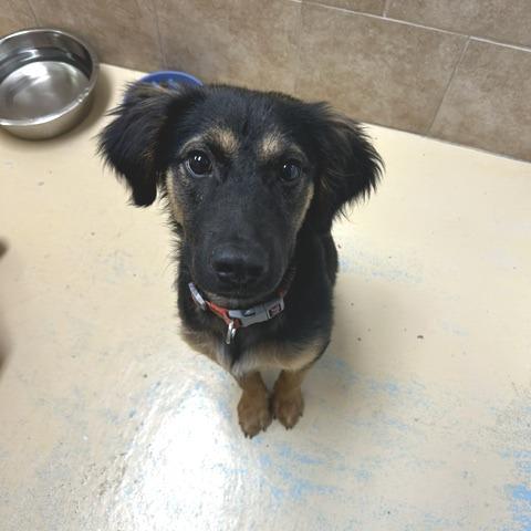 Barron, Adoptable, Young Male Mixed Breed.