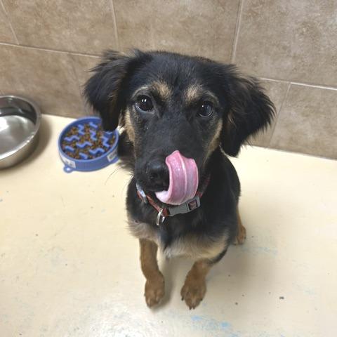 Enlarge Barron, a Adoptable Mixed Breed in Poplar Bluff, MO image 2/3