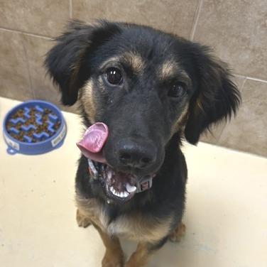 Enlarge Barron, a Adoptable Mixed Breed in Poplar Bluff, MO image 3/3