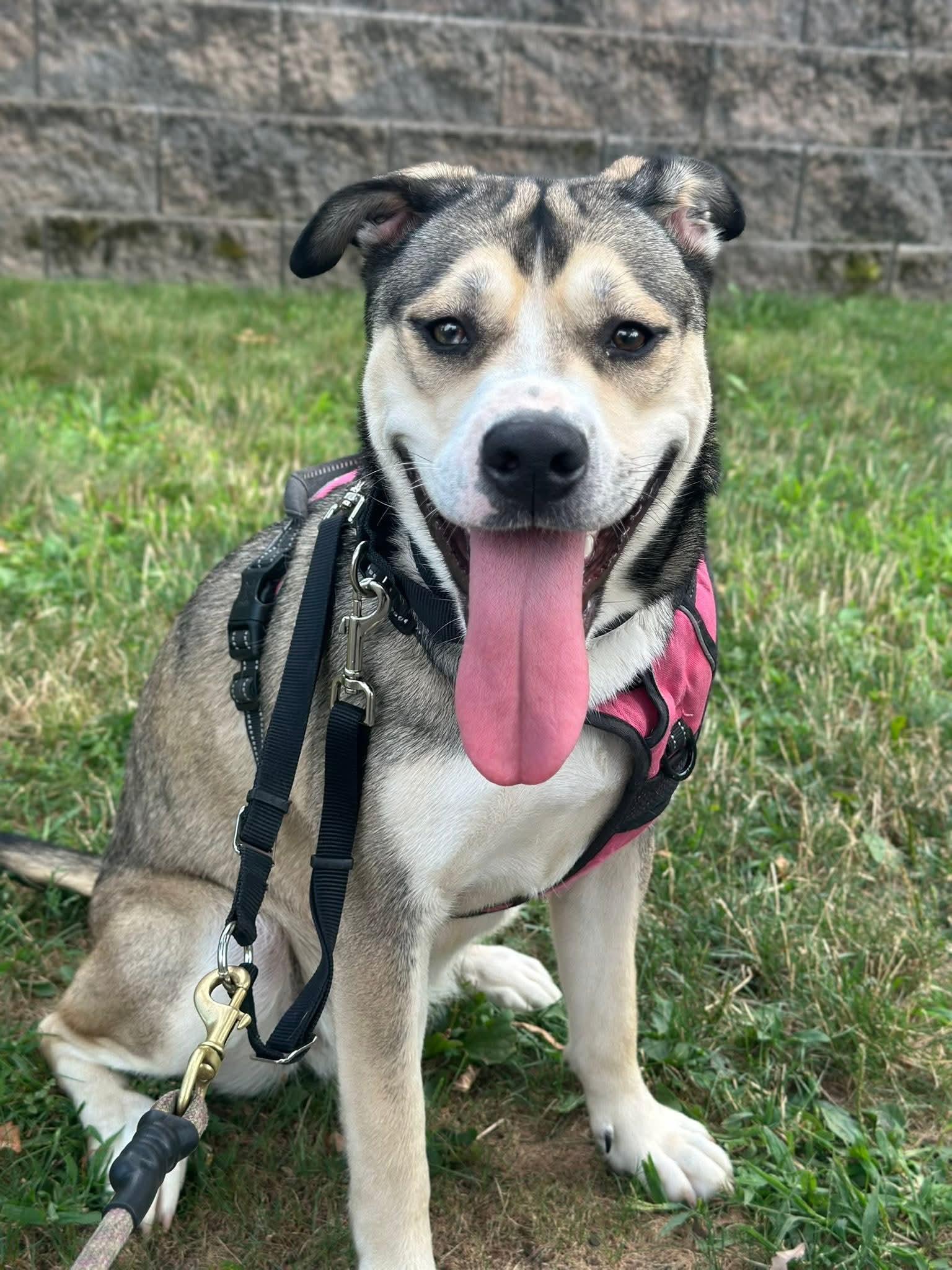 Enlarge Nala - (NJ) Mushy Genius, a Adoptable mixed breed in Clifton , NJ image 5/6