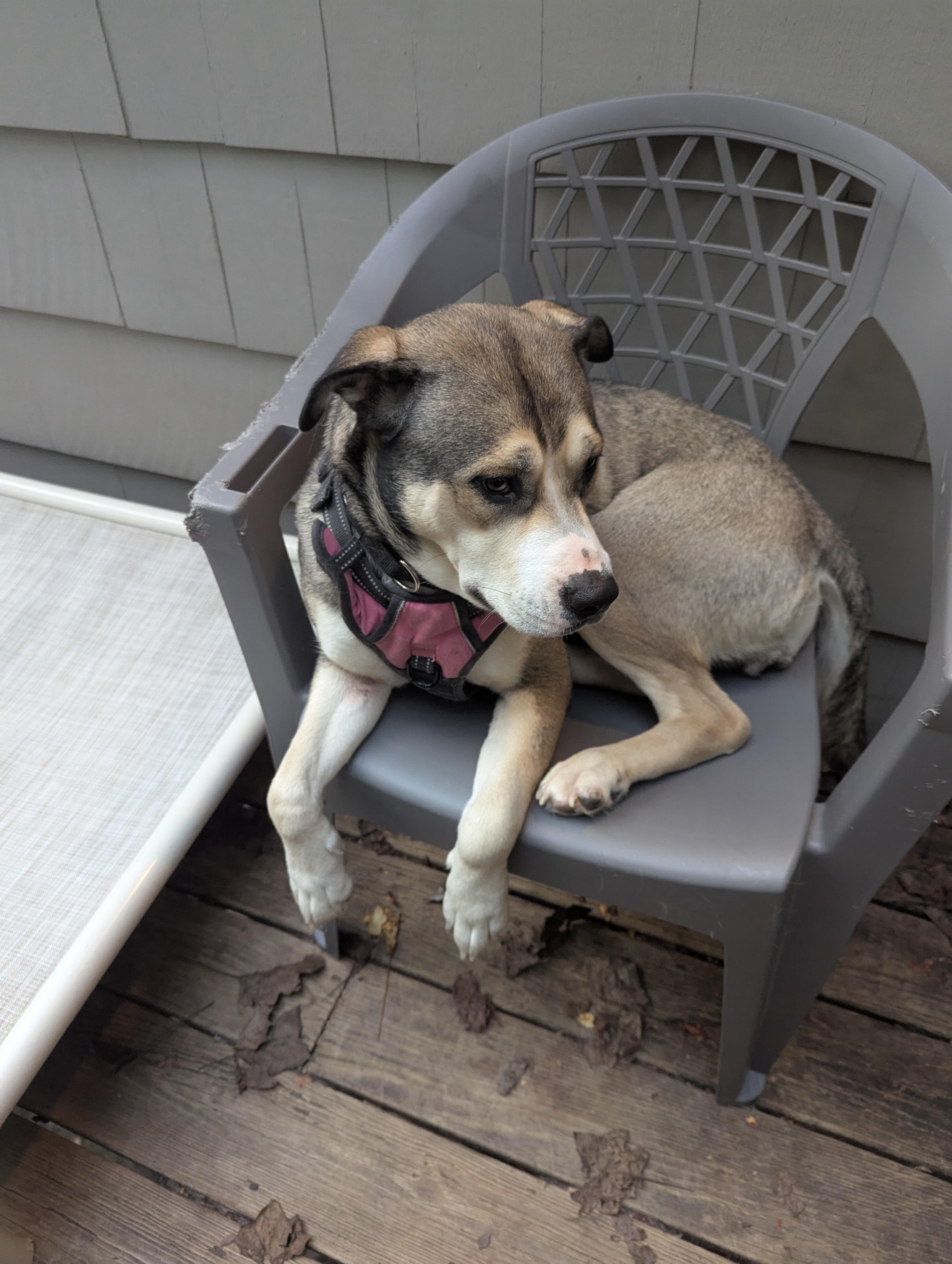 Enlarge Nala - (NJ) Mushy Genius, a Adoptable mixed breed in Clifton , NJ image 4/6