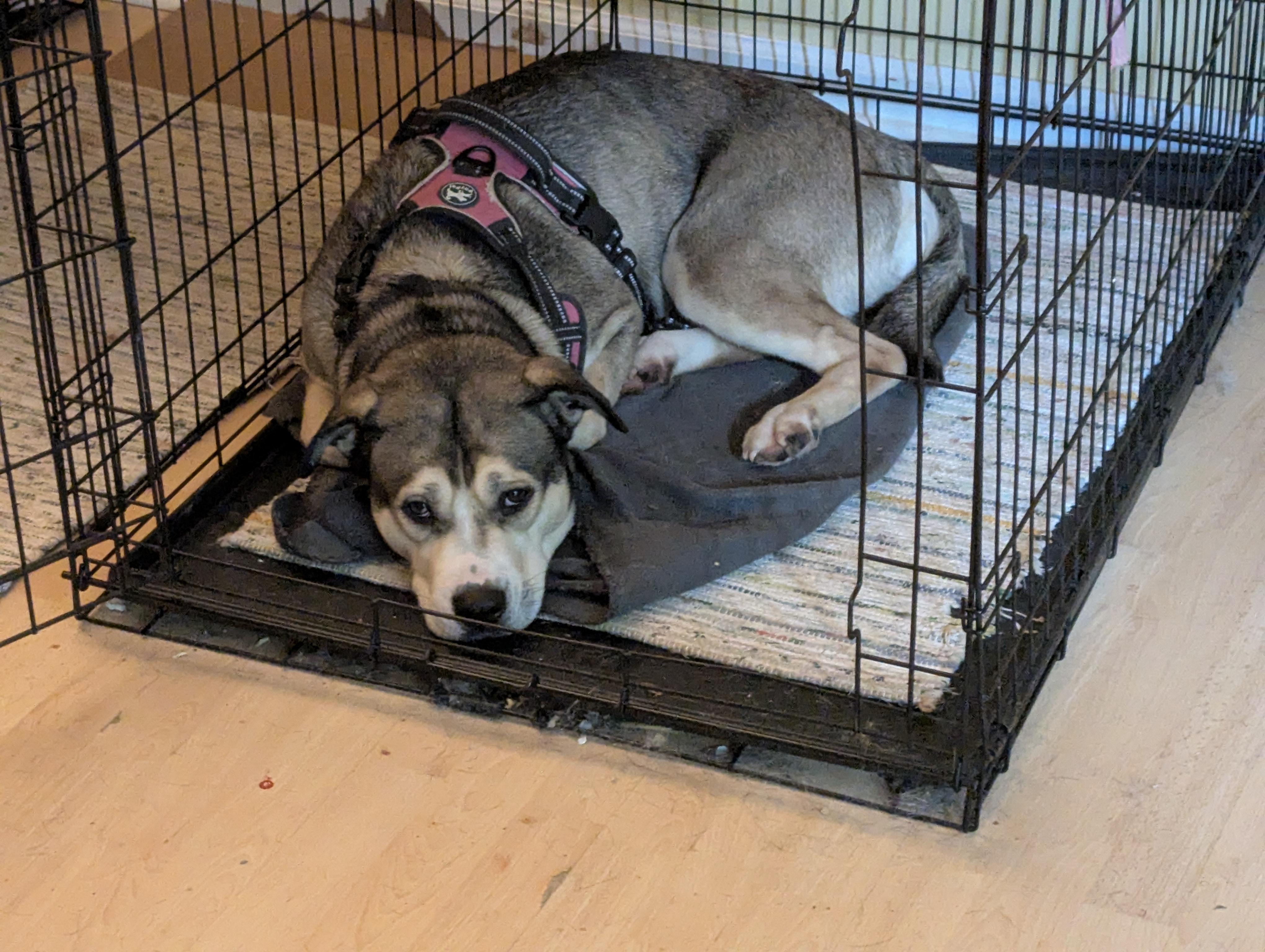 Enlarge Nala - (NJ) Mushy Genius, a Adoptable mixed breed in Clifton , NJ image 6/6