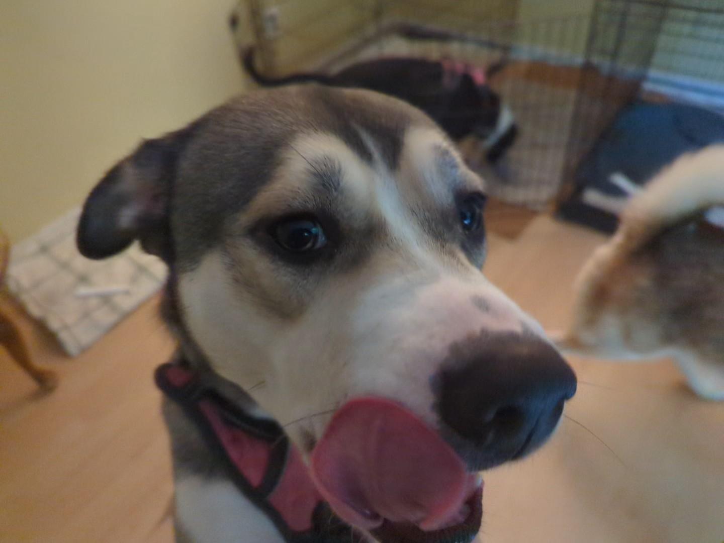 Enlarge Nala - (NJ) Mushy Genius, a Adoptable mixed breed in Clifton , NJ image 2/6