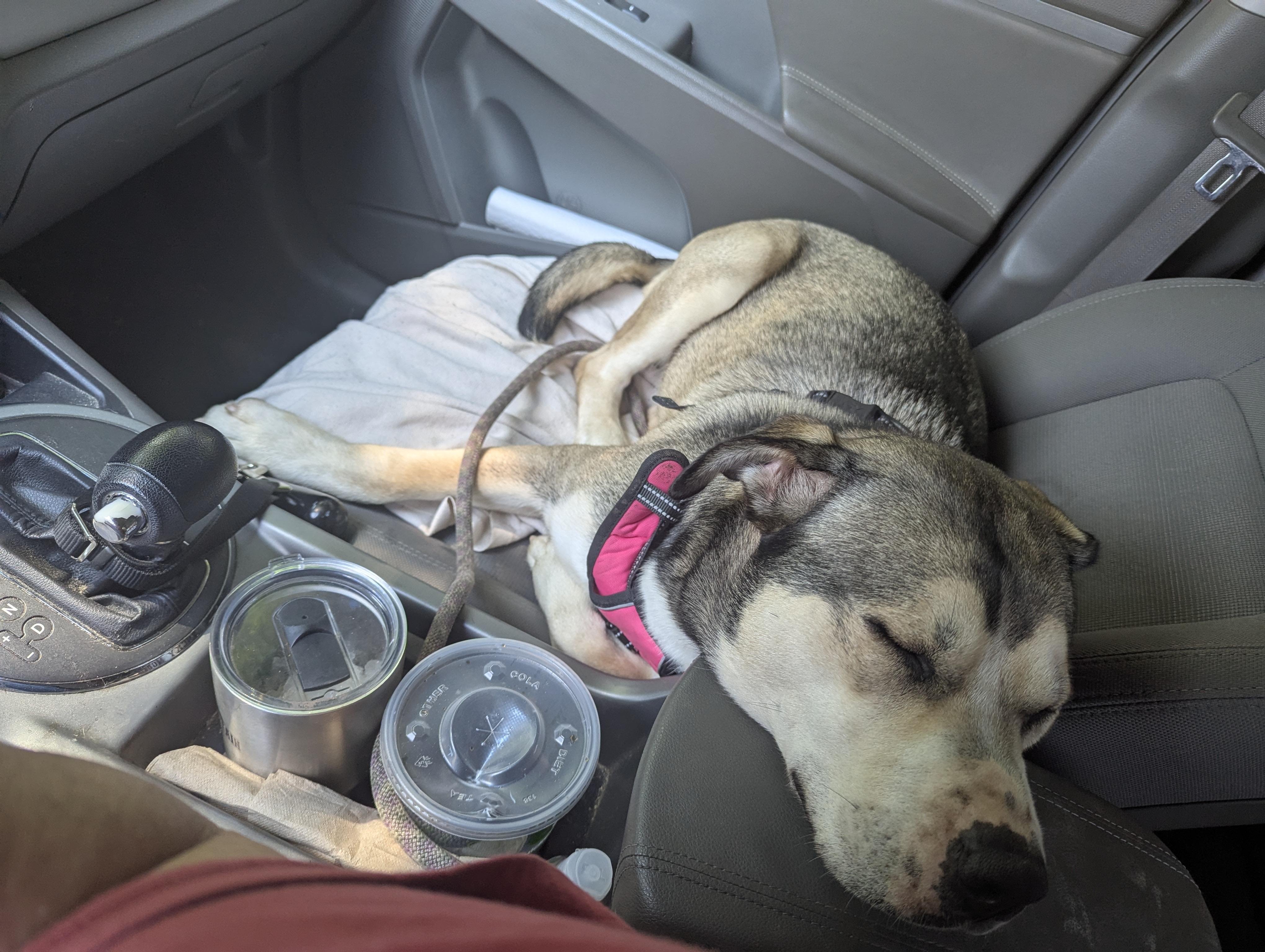 Nala - (NJ) Mushy Genius — thumbnail 5