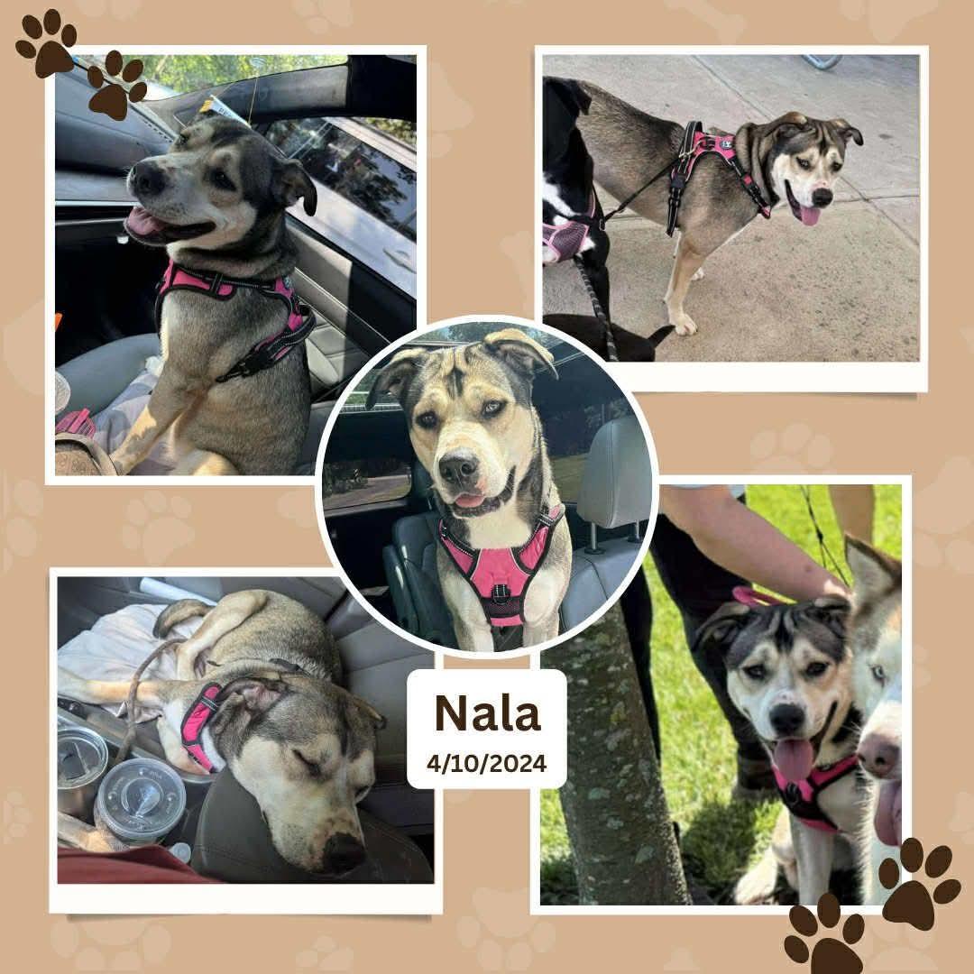 Enlarge Nala - (NJ) Mushy Genius, a Adoptable mixed breed in Clifton , NJ image 1/6