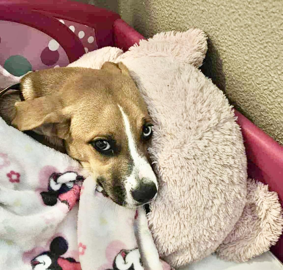 Buttercup, a Adoptable mixed breed in Bellingham, WA image 3/6