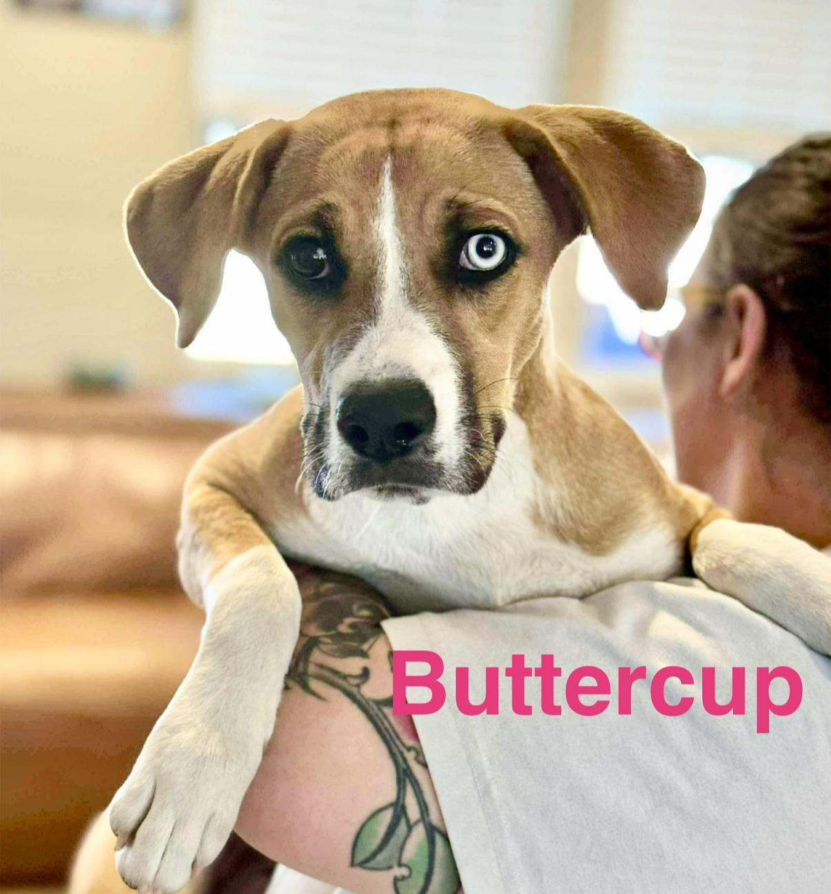 Buttercup, Adoptable, Young Female Catahoula Leopard Dog & Labrador Retriever.