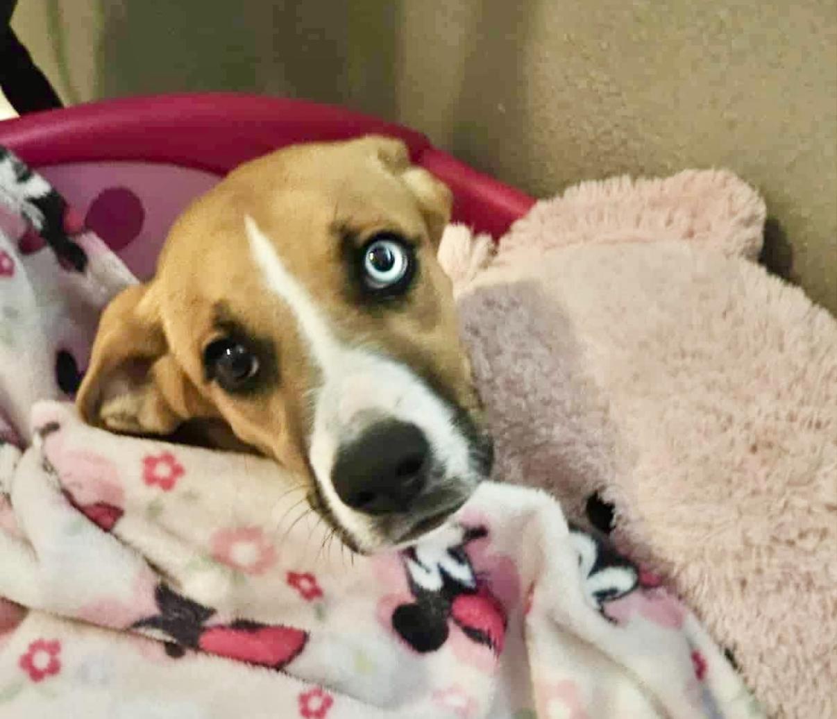 Buttercup, a Adoptable mixed breed in Bellingham, WA image 5/6