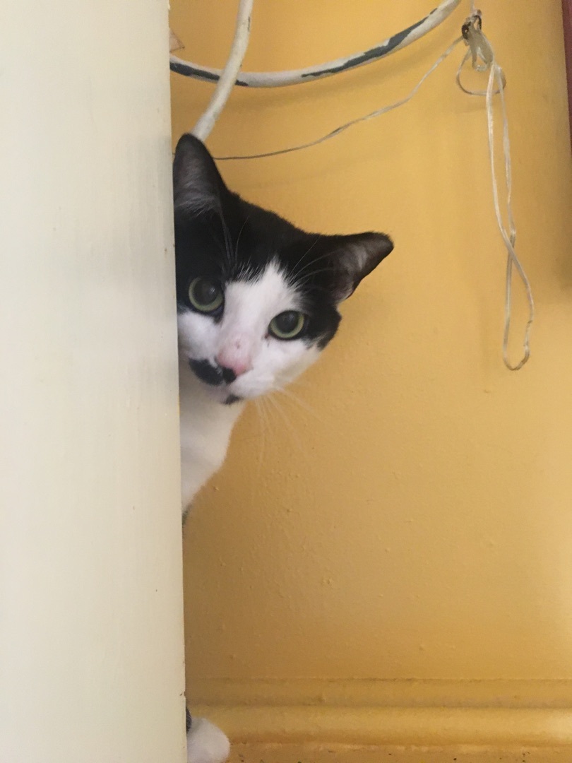 Enlarge Marley, a Adoptable Domestic Short Hair in Memphis, TN image 1/3