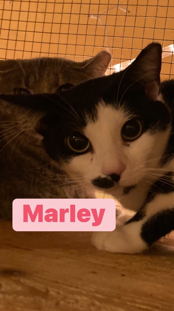 Enlarge Marley, a Adoptable Domestic Short Hair in Memphis, TN image 2/3