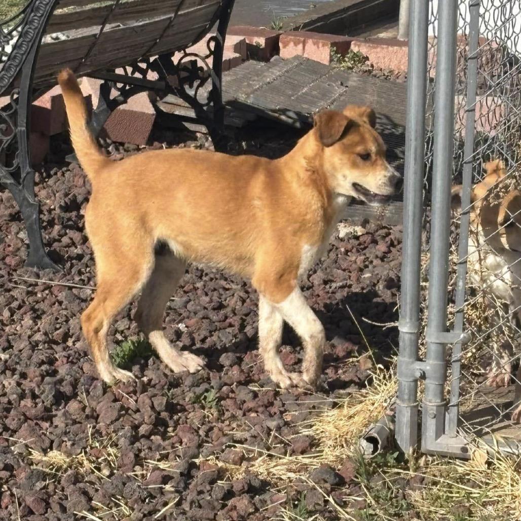 538 (2026) Bodee, Adoptable, Young Male Shepherd.