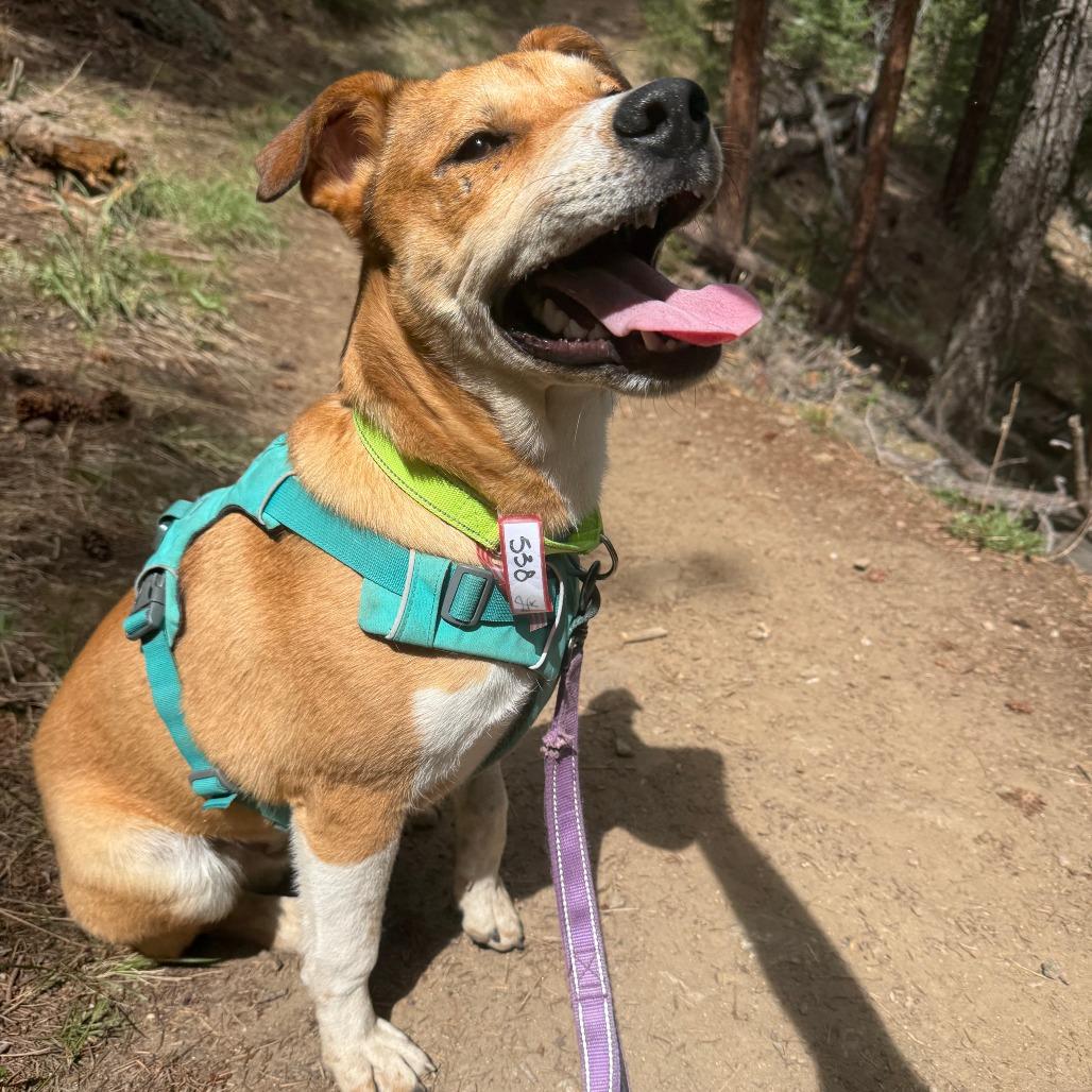 Enlarge 538 (2026) Bodee, a Adoptable Shepherd in Parker, CO image 3/6