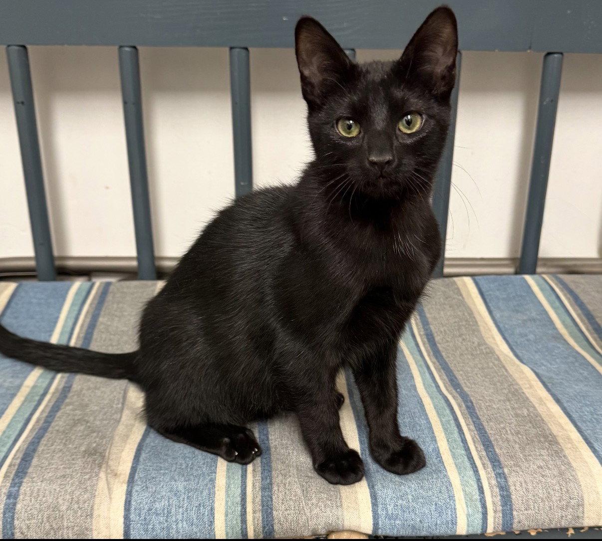Drac, Adopted, Young Male Domestic Short Hair.